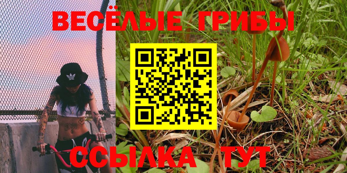 Галлюциногенные грибы Psilocybine cubensis Геленджик